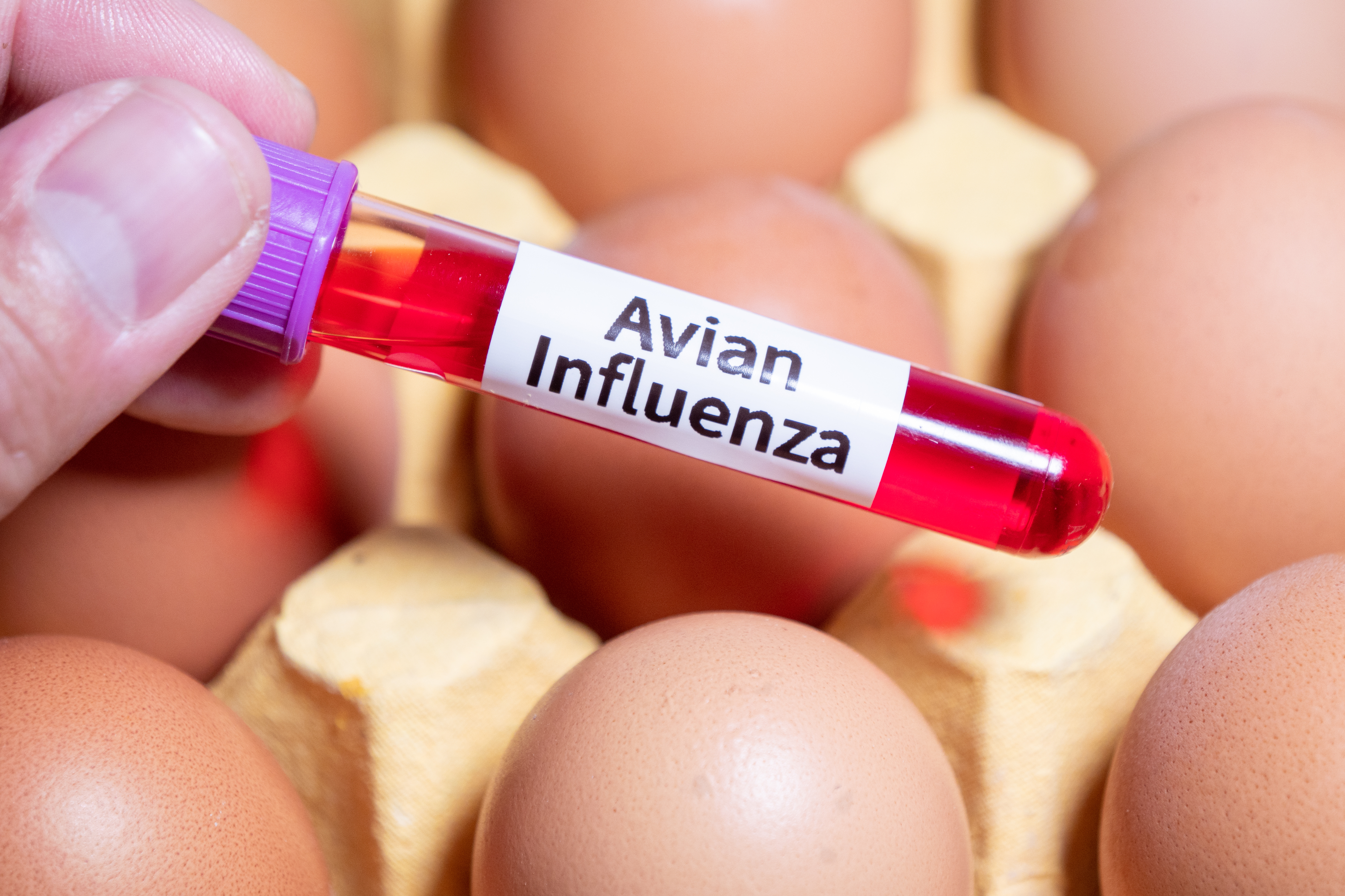 Learn about treatment options for the avian flu and how to get a same-day prescription for antiviral medications like Tamiflu.