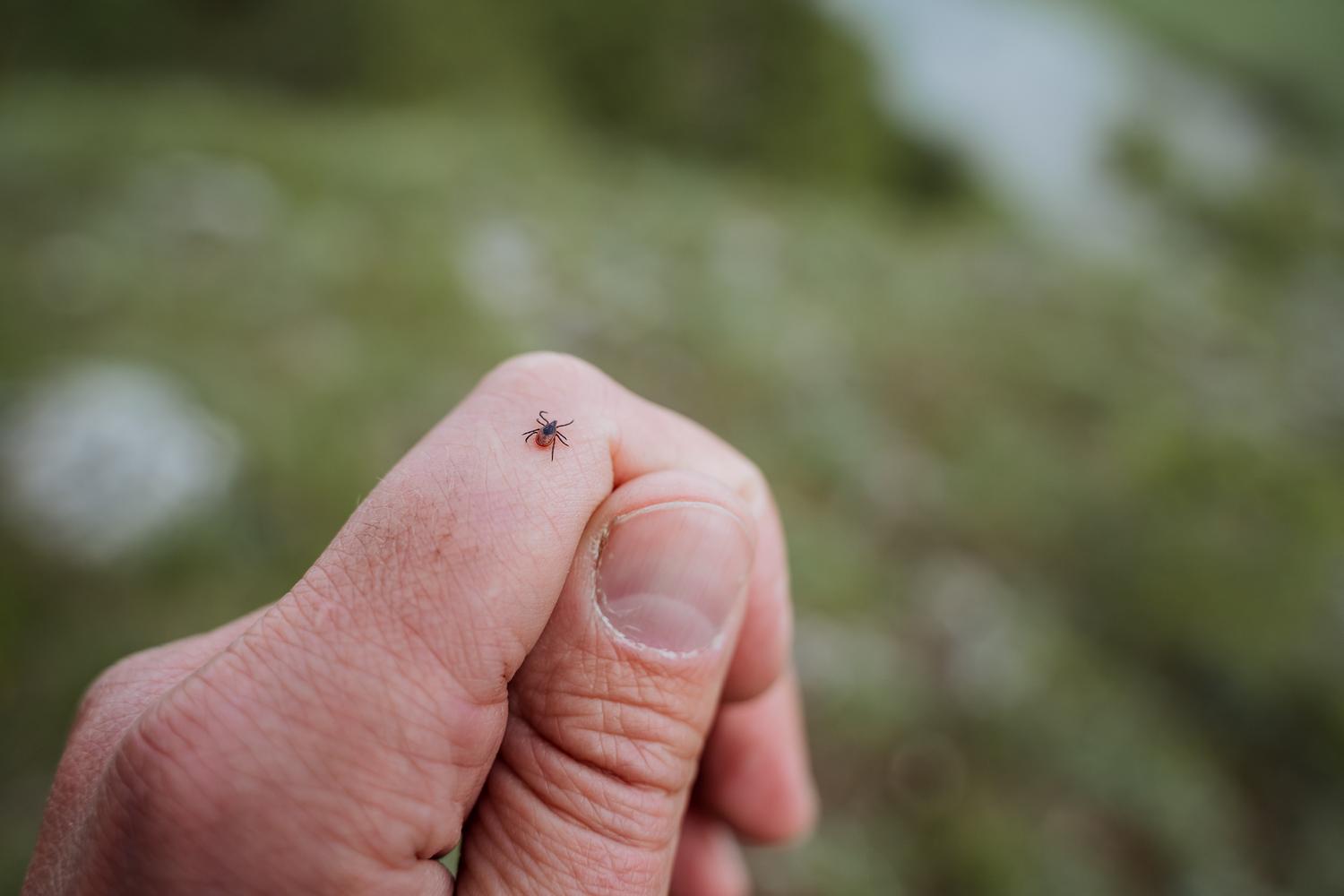 Concerned about a recent tick bite or experiencing symptoms of a tick-borne illness? Learn how to identify, treat, and prevent tick bites. Plus, learn common symptoms of tick-borne diseases, when to see a doctor, and how to safely remove ticks.