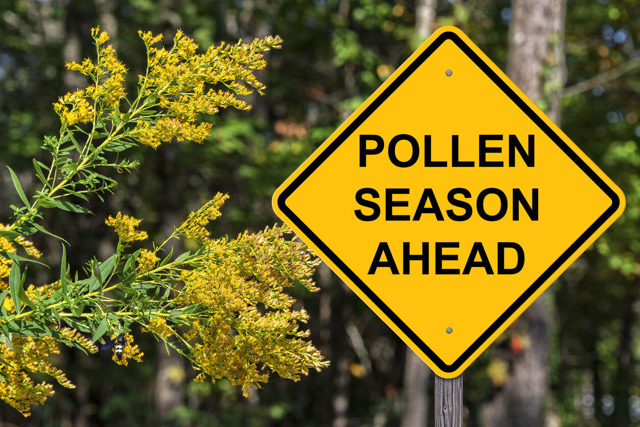 Ragweed is a flowering plant found across North America. We put together this guide to help you manage the ragweed pollen season with minimal discomfort.